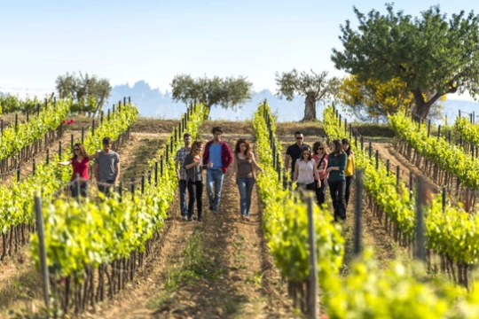 Hiking around the vineyards of el Penedès